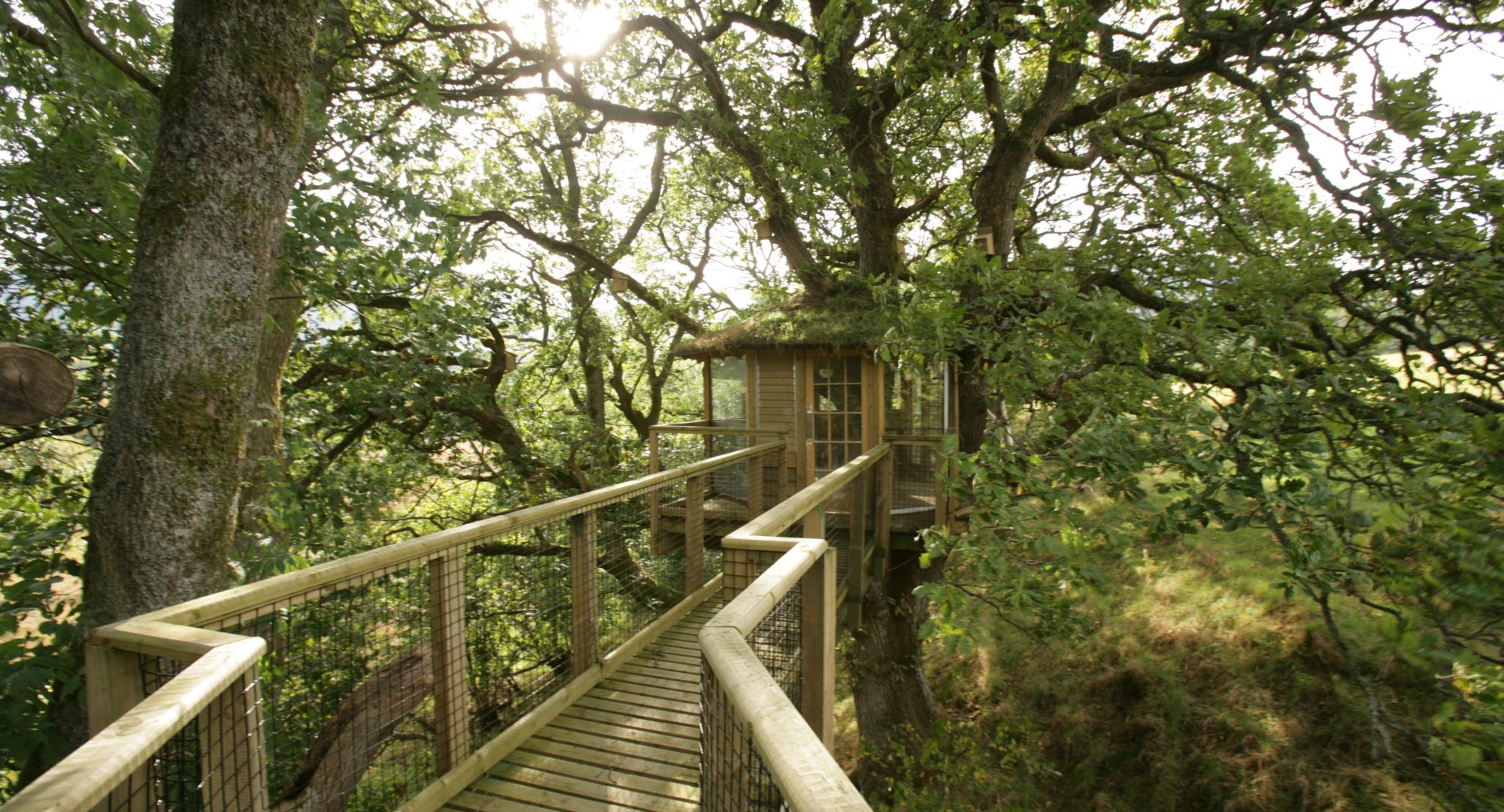 A treetop walkway, a top staycation in Wales attraction