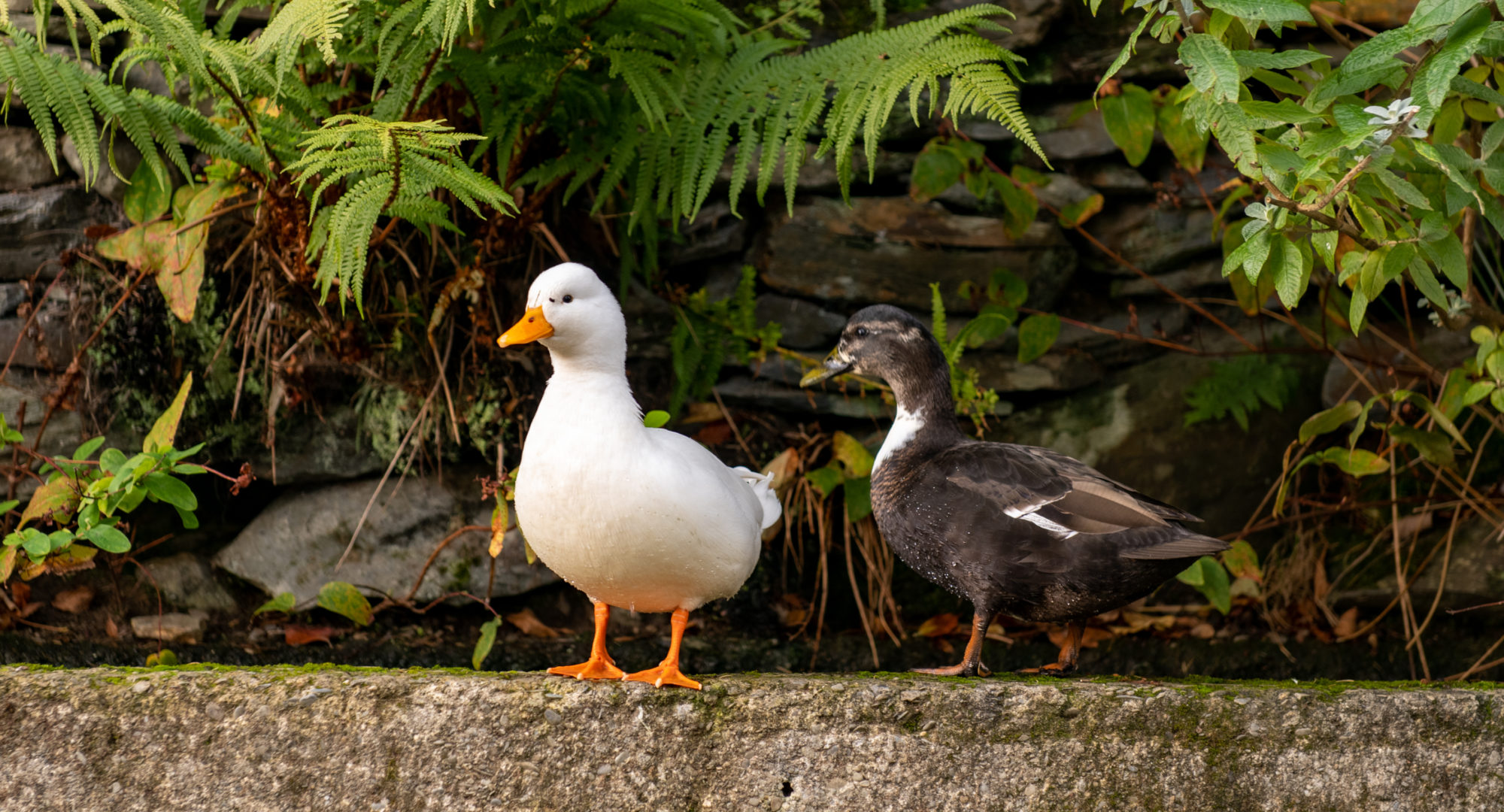 A family of ducks sitting on the wall of our cottages near Brecon Beacons