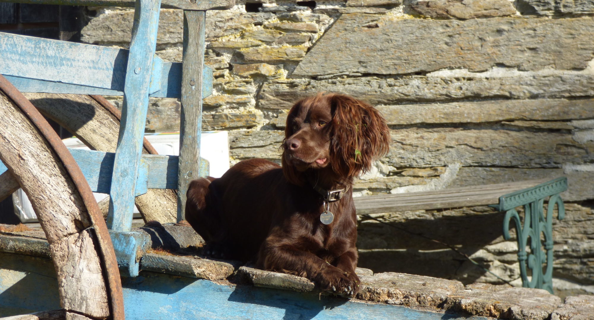 A farm dog who lives near our farm cottage holiday resort, sitting outside a lodge