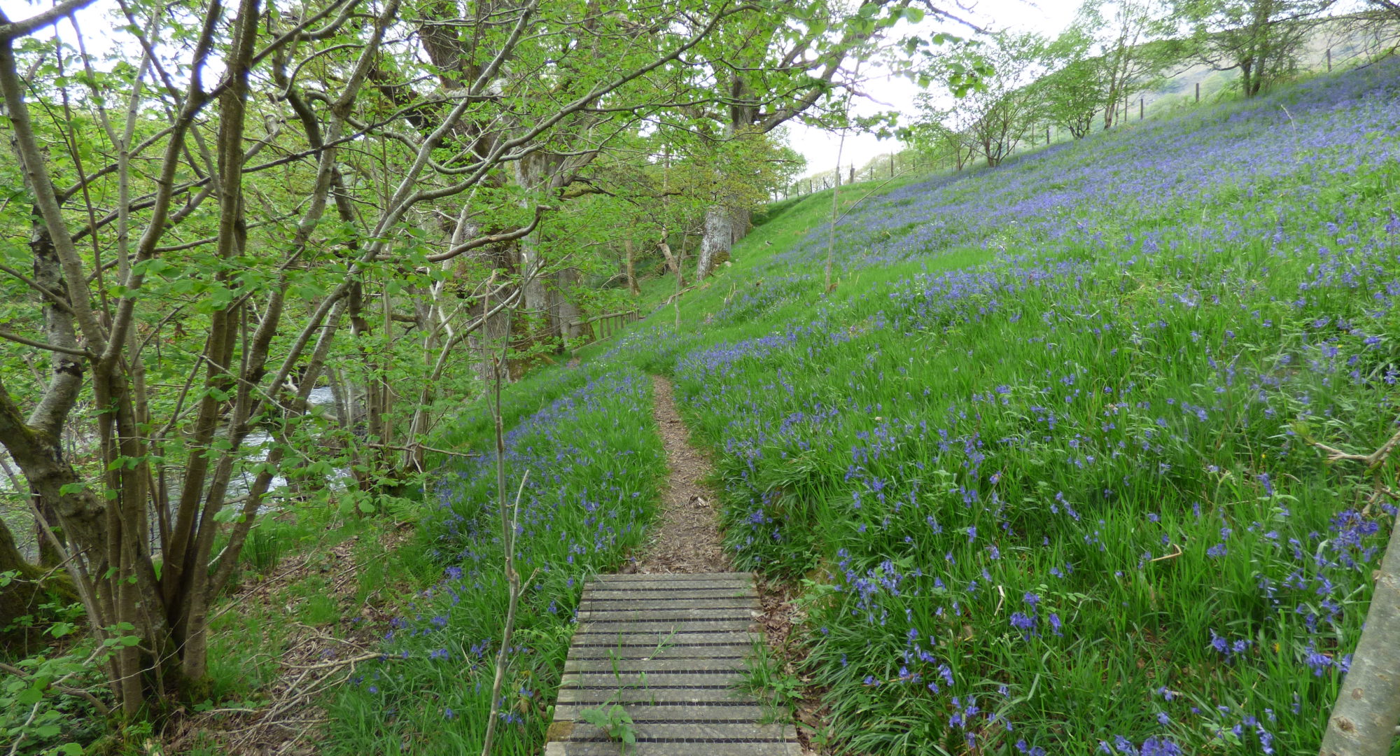A trail with a wooden bridge near our Elan Valley cottages and lodges