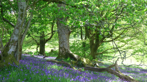 Patches of bluebells by our cottages, lodges, and places to stay near Brecon Beacons