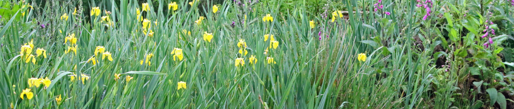 Wetland flowers blooming near the farmstay, a short walk from our cottage for couples