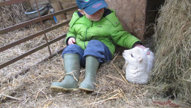 A child on a self catering Mid Wales holiday petting a sleepy lamb at the farmstay
