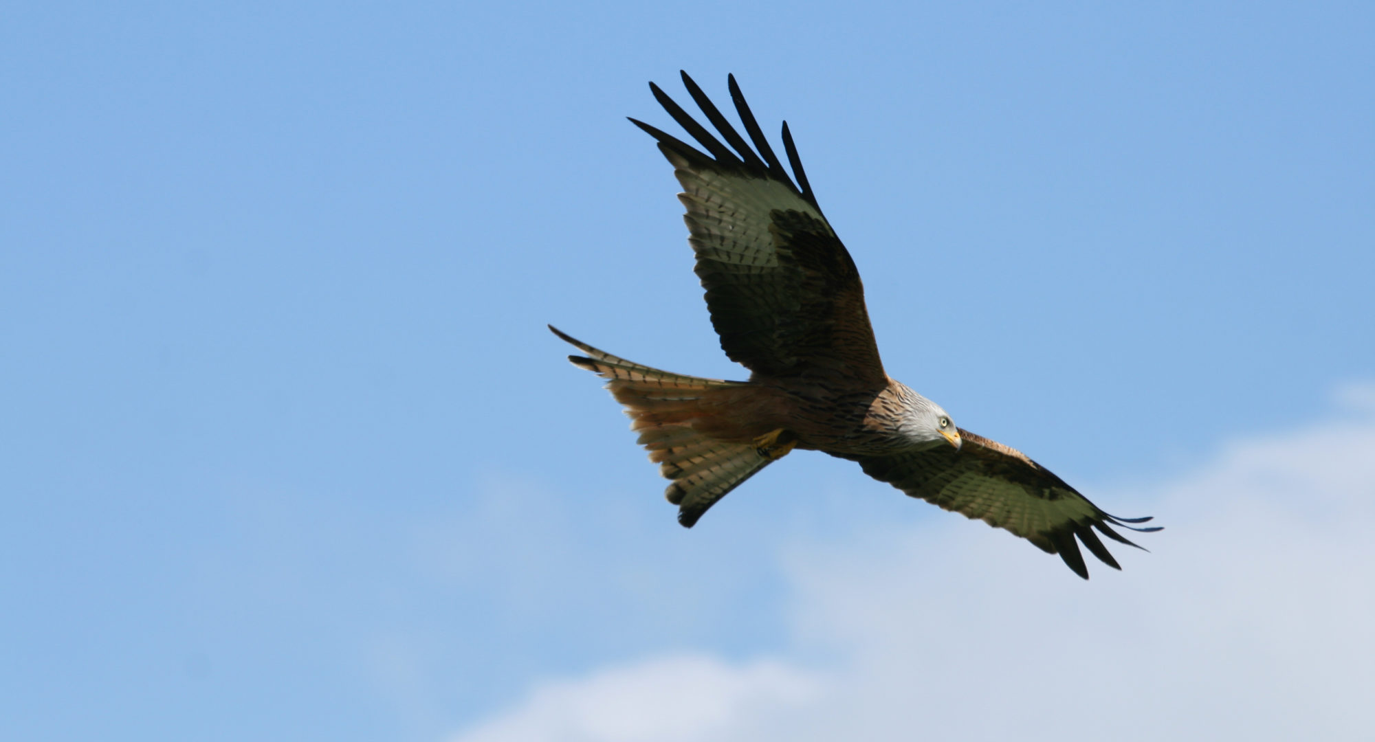 A bird of prey circling over our places to stay near Elan Valley