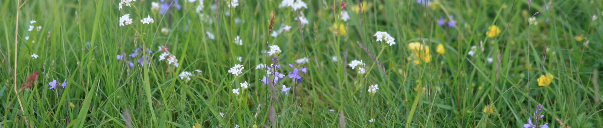 Wildflowers blooming in a field at the farmstay