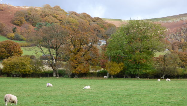 Sheep grazing in a field near the family getaways UK farm cottages and lodges