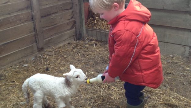 When you stay on a farm, have the chance to bottle feed lambs like the child in the photo