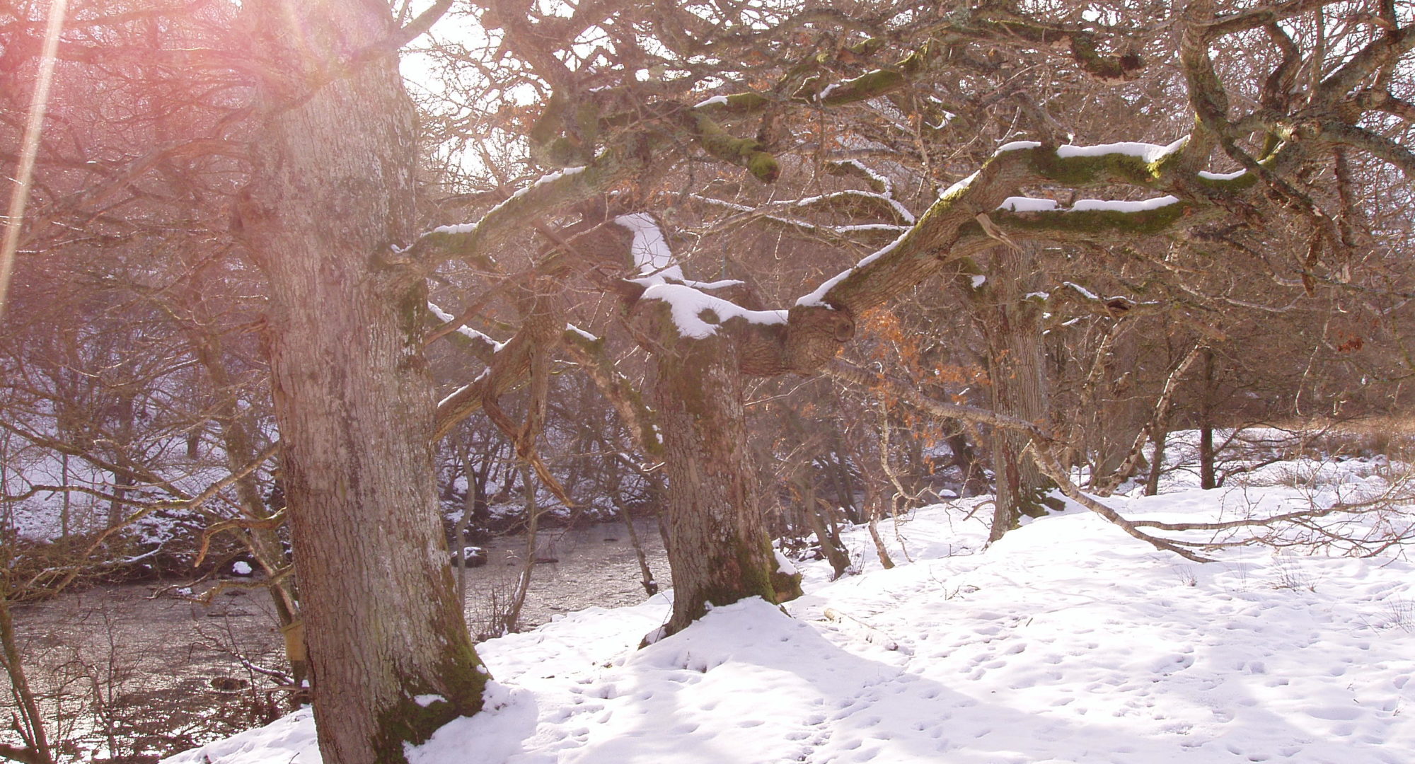 Winter scene by the river Wye with oak trees and snow on the ground.