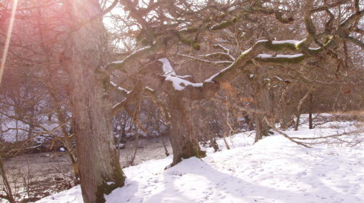 Winter scene by the river Wye with oak trees and snow on the ground.