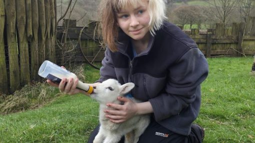 Bottle feeding a young lamb at Nannerth Country Holidays.